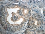 HTR4 Antibody in Immunohistochemistry (Paraffin) (IHC (P))