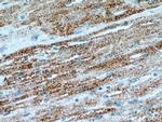 LRPPRC Antibody in Immunohistochemistry (Paraffin) (IHC (P))