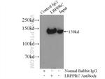 LRPPRC Antibody in Immunoprecipitation (IP)