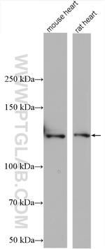 LRPPRC Antibody in Western Blot (WB)