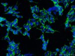 LRPPRC Antibody in Immunocytochemistry (ICC/IF)