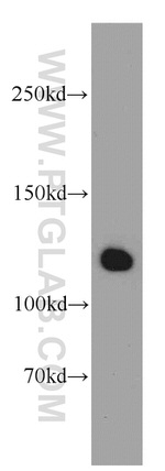 LRPPRC Antibody in Western Blot (WB)