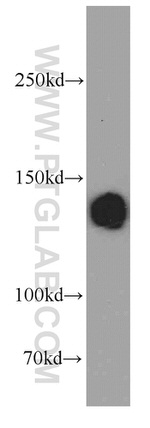 LRPPRC Antibody in Western Blot (WB)