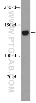 LRPPRC Antibody in Western Blot (WB)