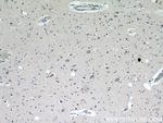 KIF5A Antibody in Immunohistochemistry (Paraffin) (IHC (P))