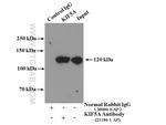 KIF5A Antibody in Immunoprecipitation (IP)