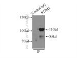 STIM2 Antibody in Immunoprecipitation (IP)