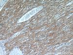 KLHL35 Antibody in Immunohistochemistry (Paraffin) (IHC (P))