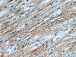 KLHL35 Antibody in Immunohistochemistry (Paraffin) (IHC (P))