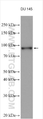 PLOD2 Antibody in Western Blot (WB)