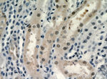 RXRA Antibody in Immunohistochemistry (Paraffin) (IHC (P))