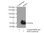 RXRA Antibody in Immunoprecipitation (IP)