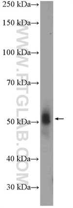 RXRA Antibody in Western Blot (WB)