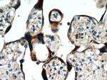 AAMP Antibody in Immunohistochemistry (Paraffin) (IHC (P))