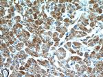 SCO2 Antibody in Immunohistochemistry (Paraffin) (IHC (P))