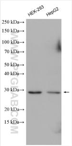 SCO2 Antibody in Western Blot (WB)