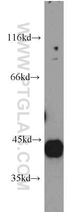 HAPLN4 Antibody in Western Blot (WB)