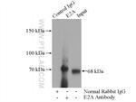 E2A Antibody in Immunoprecipitation (IP)