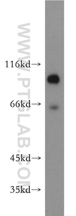 EPS15R Antibody in Western Blot (WB)