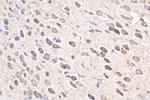 AGRP Antibody in Immunohistochemistry (Paraffin) (IHC (P))