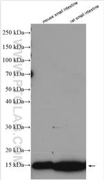 FABP2 Antibody in Western Blot (WB)