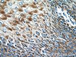 IL36 gamma Antibody in Immunohistochemistry (Paraffin) (IHC (P))