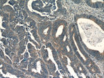 IL36 gamma Antibody in Immunohistochemistry (Paraffin) (IHC (P))