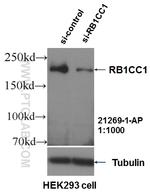 RB1CC1 Antibody in Western Blot (WB)