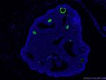 ZP3 Antibody in Immunohistochemistry (PFA fixed) (IHC (PFA))