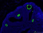 ZP3 Antibody in Immunohistochemistry (PFA fixed) (IHC (PFA))