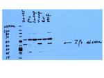 ZP3 Antibody in Western Blot (WB)