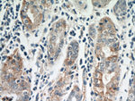 MOGAT2 Antibody in Immunohistochemistry (Paraffin) (IHC (P))