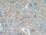 MOGAT2 Antibody in Immunohistochemistry (Paraffin) (IHC (P))