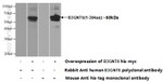 B3GNT6 Antibody in Western Blot (WB)