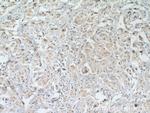 MANEA Antibody in Immunohistochemistry (Paraffin) (IHC (P))