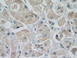 MANEA Antibody in Immunohistochemistry (Paraffin) (IHC (P))