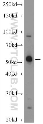 MANEA Antibody in Western Blot (WB)