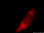 JAML Antibody in Immunocytochemistry (ICC/IF)