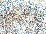 JAML Antibody in Immunohistochemistry (Paraffin) (IHC (P))