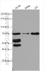 JAML Antibody in Western Blot (WB)