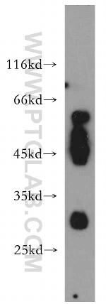 JAML Antibody in Western Blot (WB)