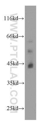 JAML Antibody in Western Blot (WB)