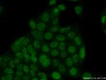 SIX4 Antibody in Immunocytochemistry (ICC/IF)