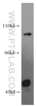 SIX4 Antibody in Western Blot (WB)