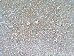 C5aR Antibody in Immunohistochemistry (Paraffin) (IHC (P))