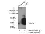 C5aR Antibody in Immunoprecipitation (IP)