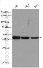 C5aR Antibody in Western Blot (WB)