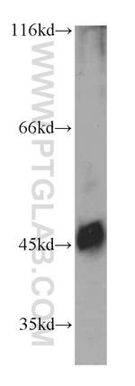 C5aR Antibody in Western Blot (WB)