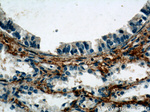 C5aR Antibody in Immunohistochemistry (Paraffin) (IHC (P))