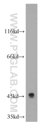 C5aR Antibody in Western Blot (WB)